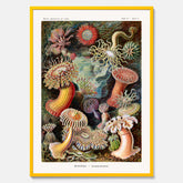 Vintageposter med en färggrann illustration av havsanemoner ritad av tyska biologen Ernst Haeckel år 1932