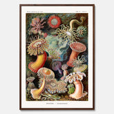 Vintageposter med en färggrann illustration av havsanemoner ritad av tyska biologen Ernst Haeckel år 1935