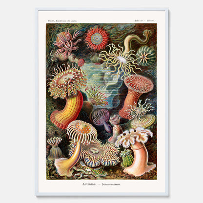 Vintageposter med en färggrann illustration av havsanemoner ritad av tyska biologen Ernst Haeckel år 1937