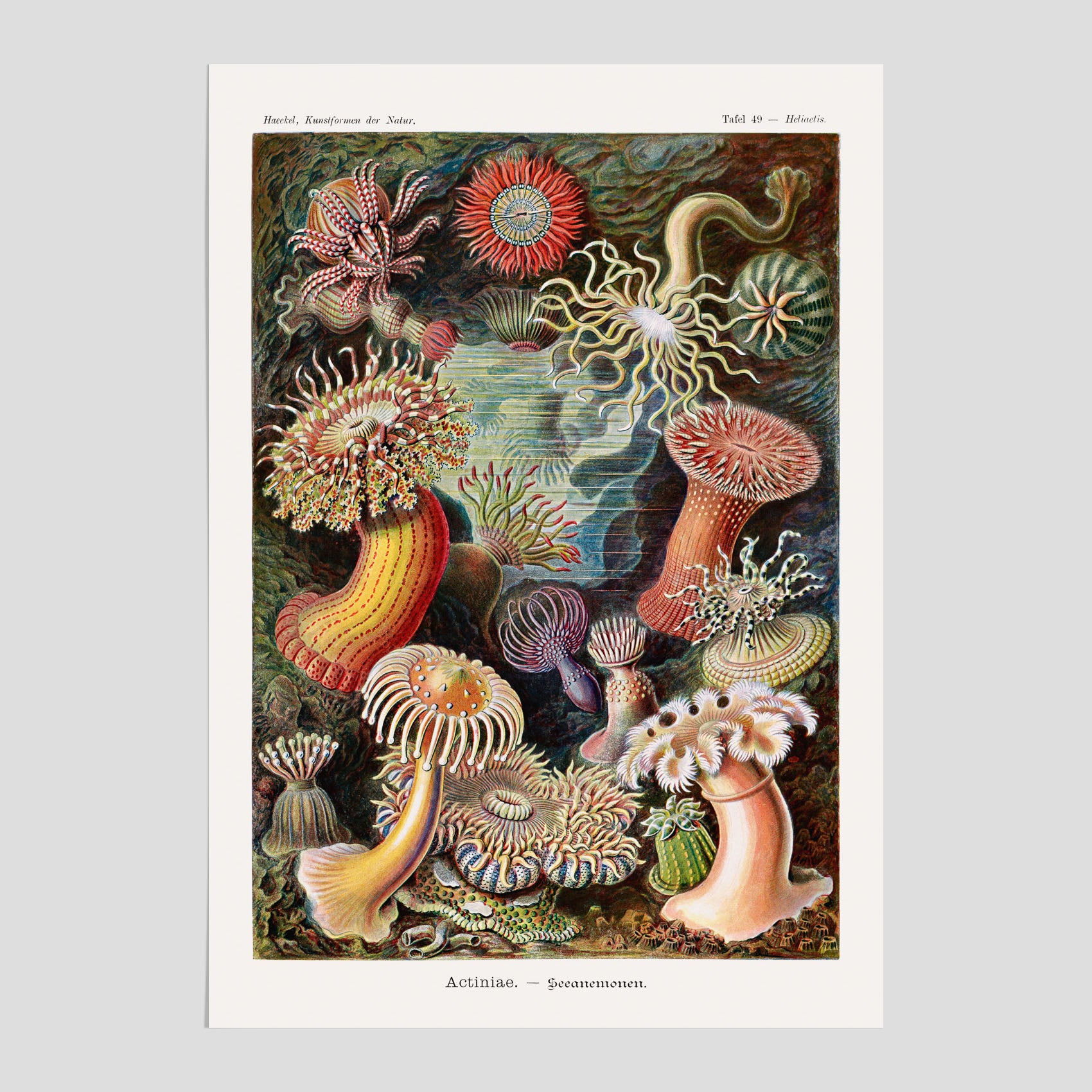 Vintageposter med en färggrann illustration av havsanemoner ritad av tyska biologen Ernst Haeckel år 1938