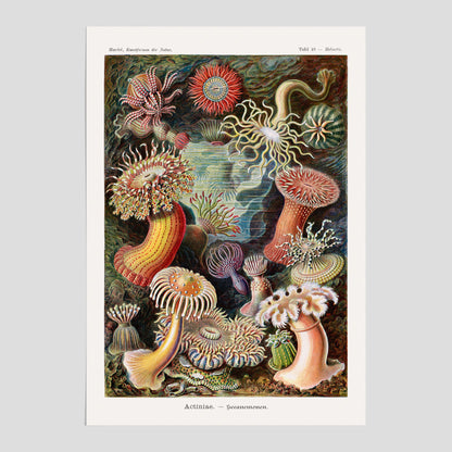 Vintageposter med en färggrann illustration av havsanemoner ritad av tyska biologen Ernst Haeckel år 1938