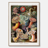 Vintageposter på canvas med en färggrann illustration av havsanemoner ritad av tyska biologen Ernst Haeckel år 1927