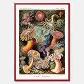 Vintageposter med en färggrann illustration av havsanemoner ritad av tyska biologen Ernst Haeckel år 1942