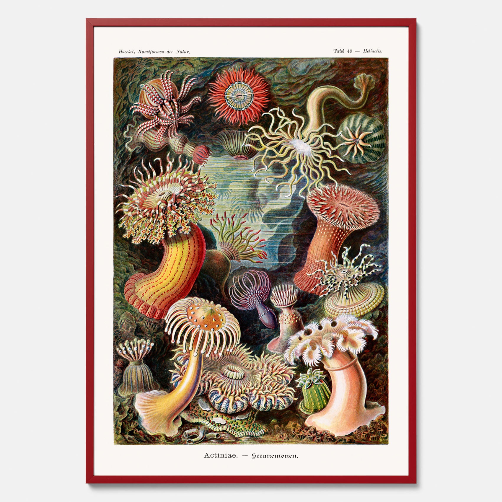 Vintageposter med en färggrann illustration av havsanemoner ritad av tyska biologen Ernst Haeckel år 1942