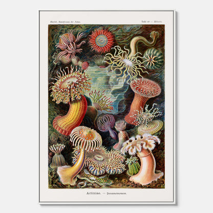 Vintageposter på canvas med en färggrann illustration av havsanemoner ritad av tyska biologen Ernst Haeckel år 1927