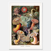 Vintageposter med en färggrann illustration av havsanemoner ritad av tyska biologen Ernst Haeckel år 1943