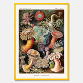 Vintageposter med en färggrann illustration av havsanemoner ritad av tyska biologen Ernst Haeckel år 1944