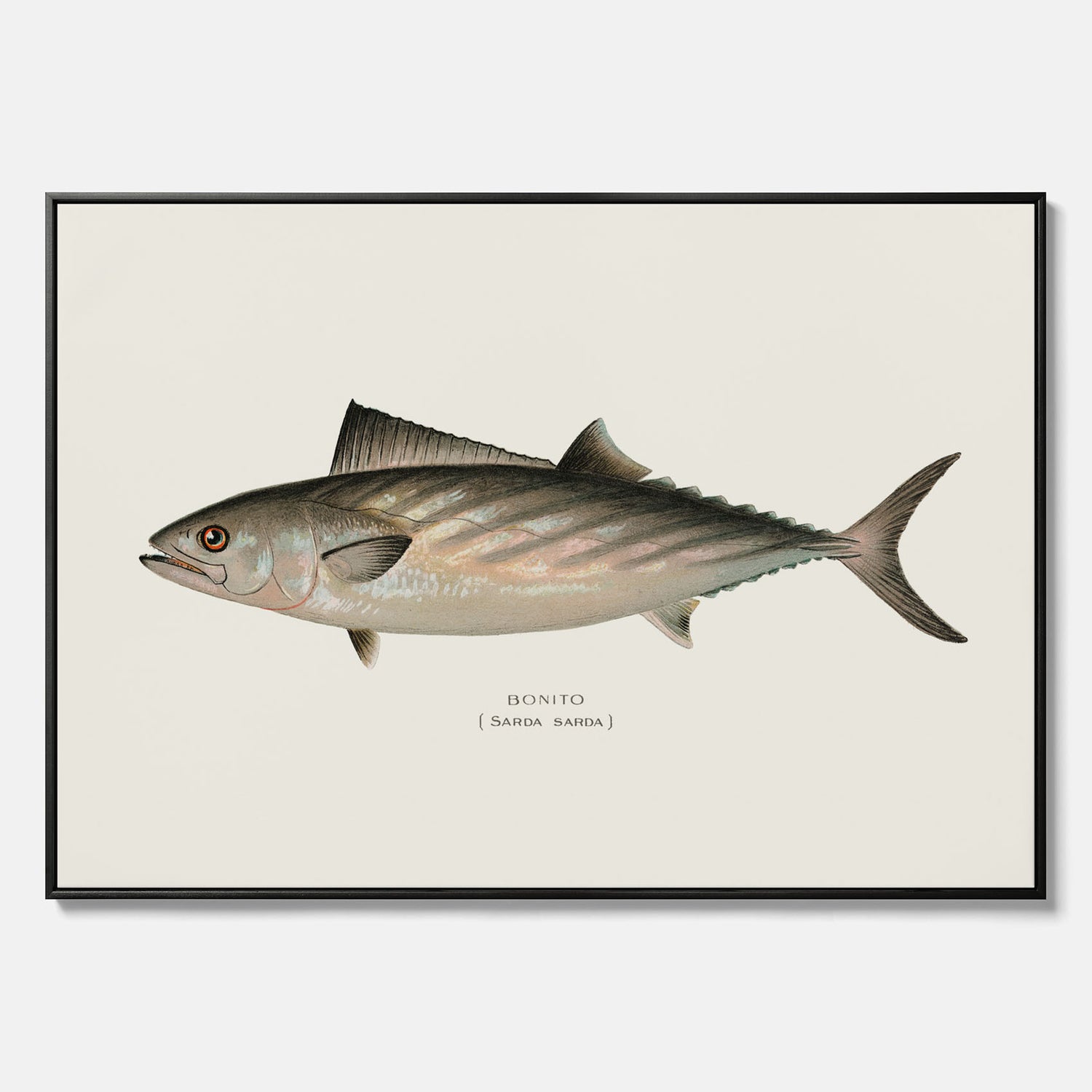 Kökstavla med Ryggstrimmig pelamid poster – Canvas med fisk, fiskposter, fisktavla, köksposter, tavla till kök, poster till kök
