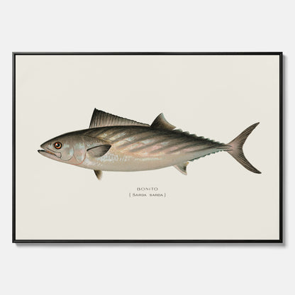 Kökstavla med Ryggstrimmig pelamid poster – Canvas med fisk, fiskposter, fisktavla, köksposter, tavla till kök, poster till kök