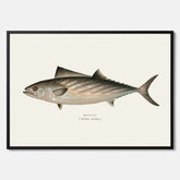 Kökstavla med Ryggstrimmig pelamid poster – Plansch med fisk, fiskposter, fisktavla, köksposter, tavla till kök, poster till kök