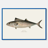 Kökstavla med Ryggstrimmig pelamid poster – Plansch med fisk, fiskposter, fisktavla, köksposter, tavla till kök, poster till kök