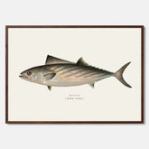 Kökstavla med Ryggstrimmig pelamid poster – Plansch med fisk, fiskposter, fisktavla, köksposter, tavla till kök, poster till kök