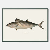 Kökstavla med Ryggstrimmig pelamid poster – Plansch med fisk, fiskposter, fisktavla, köksposter, tavla till kök, poster till kök