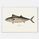 Kökstavla med Ryggstrimmig pelamid poster – Plansch med fisk, fiskposter, fisktavla, köksposter, tavla till kök, poster till kök