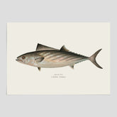 Kökstavla med Ryggstrimmig pelamid poster – Plansch med fisk, fiskposter, fisktavla, köksposter, tavla till kök, poster till kök