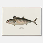 Kökstavla med Ryggstrimmig pelamid poster – Canvas med fisk, fiskposter, fisktavla, köksposter, tavla till kök, poster till kök