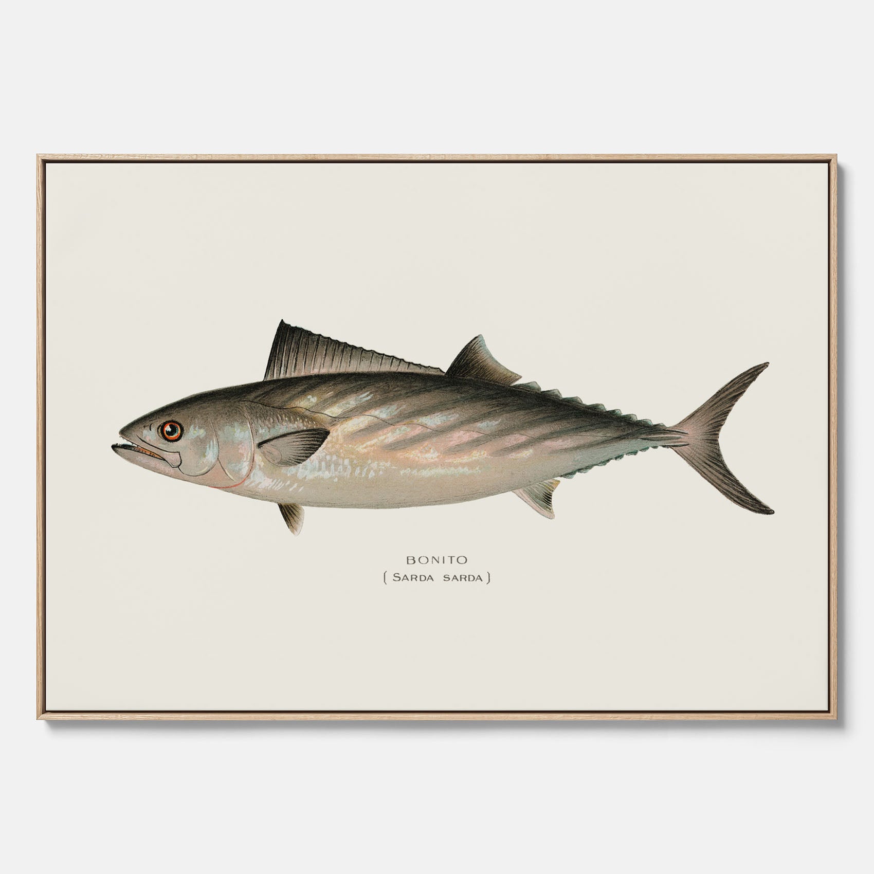 Kökstavla med Ryggstrimmig pelamid poster – Canvas med fisk, fiskposter, fisktavla, köksposter, tavla till kök, poster till kök