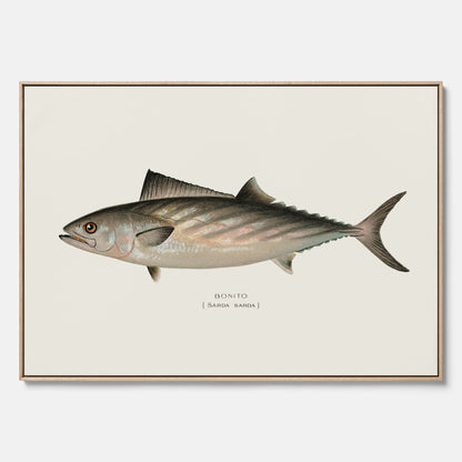 Kökstavla med Ryggstrimmig pelamid poster – Canvas med fisk, fiskposter, fisktavla, köksposter, tavla till kök, poster till kök
