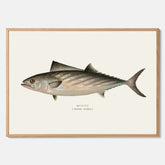 Kökstavla med Ryggstrimmig pelamid poster – Plansch med fisk, fiskposter, fisktavla, köksposter, tavla till kök, poster till kök