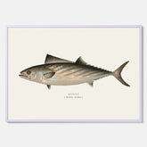 Kökstavla med Ryggstrimmig pelamid poster – Plansch med fisk, fiskposter, fisktavla, köksposter, tavla till kök, poster till kök