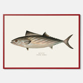Kökstavla med Ryggstrimmig pelamid poster – Plansch med fisk, fiskposter, fisktavla, köksposter, tavla till kök, poster till kök