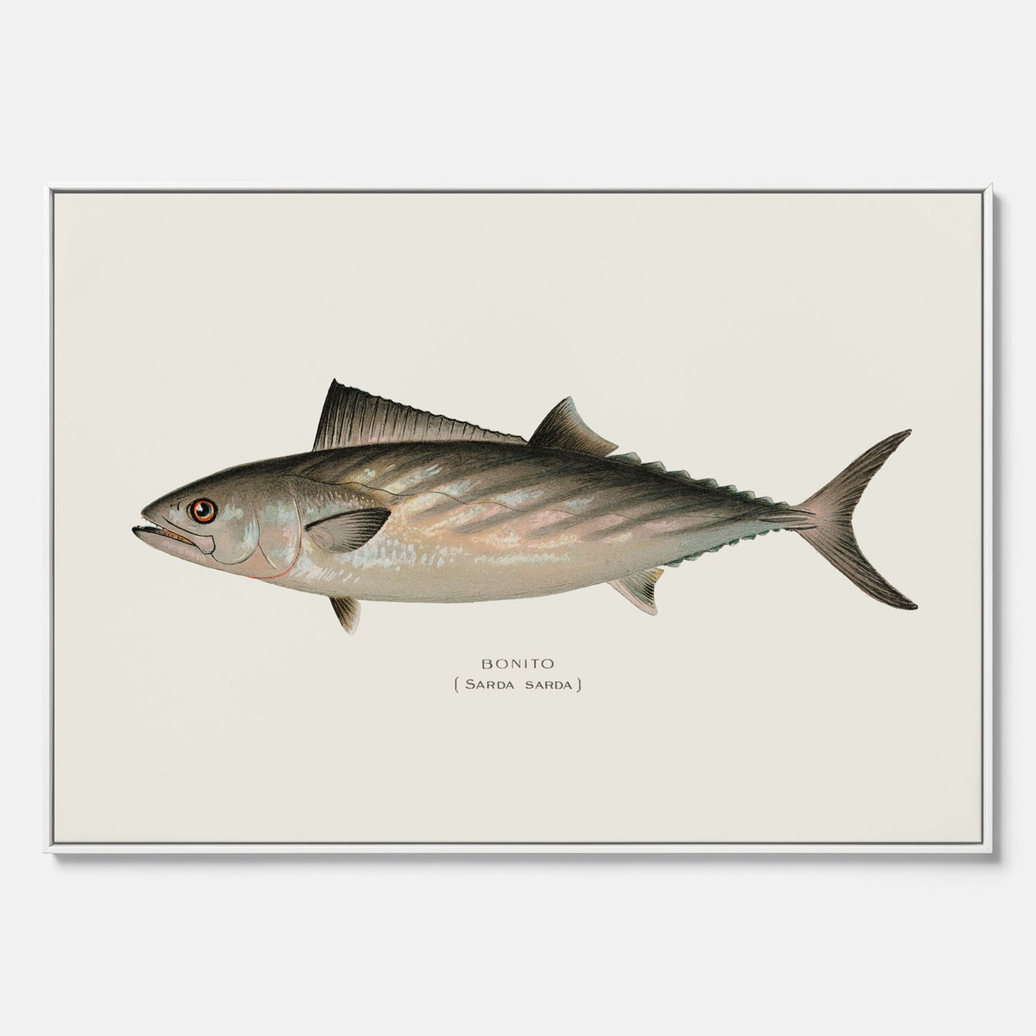 Kökstavla med Ryggstrimmig pelamid poster – Canvas med fisk, fiskposter, fisktavla, köksposter, tavla till kök, poster till kök