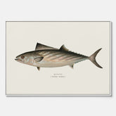 Kökstavla med Ryggstrimmig pelamid poster – Canvas med fisk, fiskposter, fisktavla, köksposter, tavla till kök, poster till kök