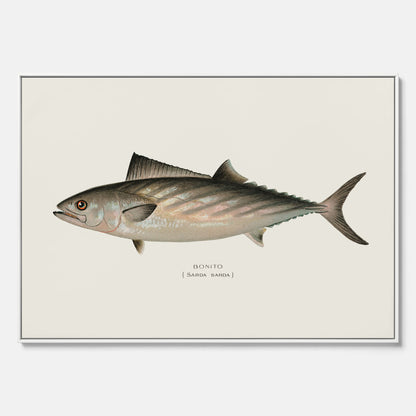 Kökstavla med Ryggstrimmig pelamid poster – Canvas med fisk, fiskposter, fisktavla, köksposter, tavla till kök, poster till kök