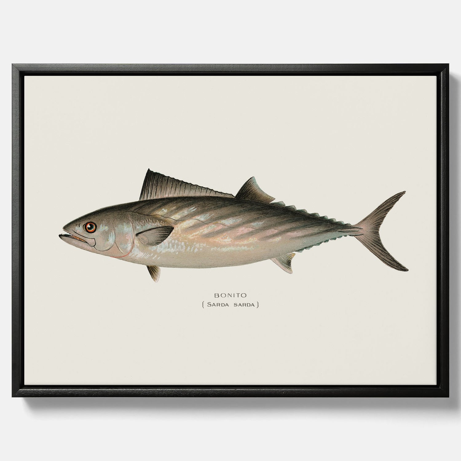 Kökstavla med Ryggstrimmig pelamid poster – Canvas med fisk, fiskposter, fisktavla, köksposter, tavla till kök, poster till kök