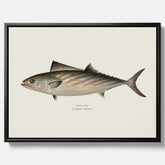 Kökstavla med Ryggstrimmig pelamid poster – Canvas med fisk, fiskposter, fisktavla, köksposter, tavla till kök, poster till kök