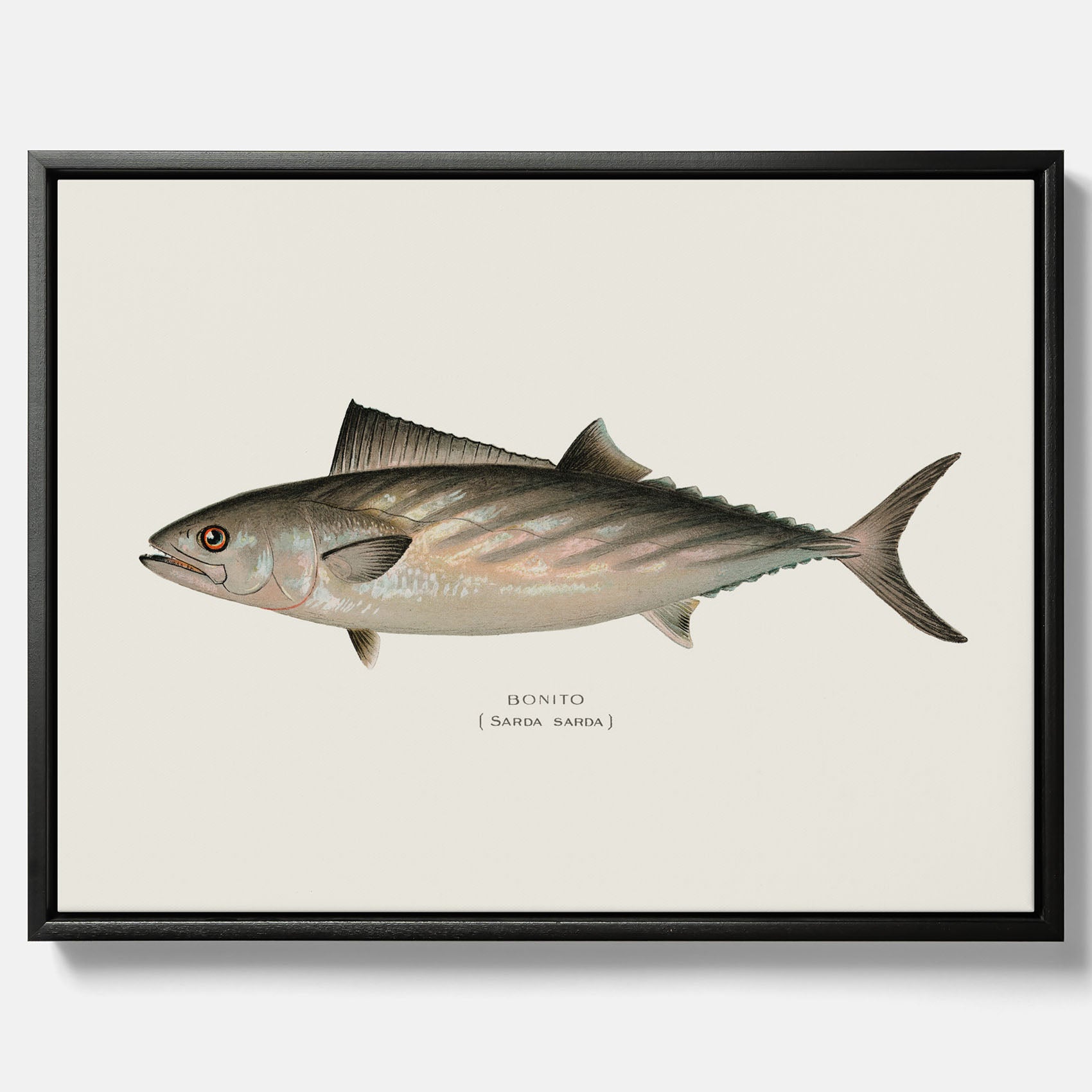 Kökstavla med Ryggstrimmig pelamid poster – Canvas med fisk, fiskposter, fisktavla, köksposter, tavla till kök, poster till kök