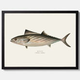 Kökstavla med Ryggstrimmig pelamid poster – Plansch med fisk, fiskposter, fisktavla, köksposter, tavla till kök, poster till kök