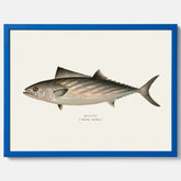 Kökstavla med Ryggstrimmig pelamid poster – Plansch med fisk, fiskposter, fisktavla, köksposter, tavla till kök, poster till kök