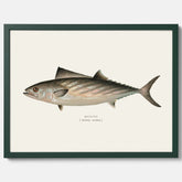 Kökstavla med Ryggstrimmig pelamid poster – Plansch med fisk, fiskposter, fisktavla, köksposter, tavla till kök, poster till kök