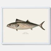 Kökstavla med Ryggstrimmig pelamid poster – Plansch med fisk, fiskposter, fisktavla, köksposter, tavla till kök, poster till kök
