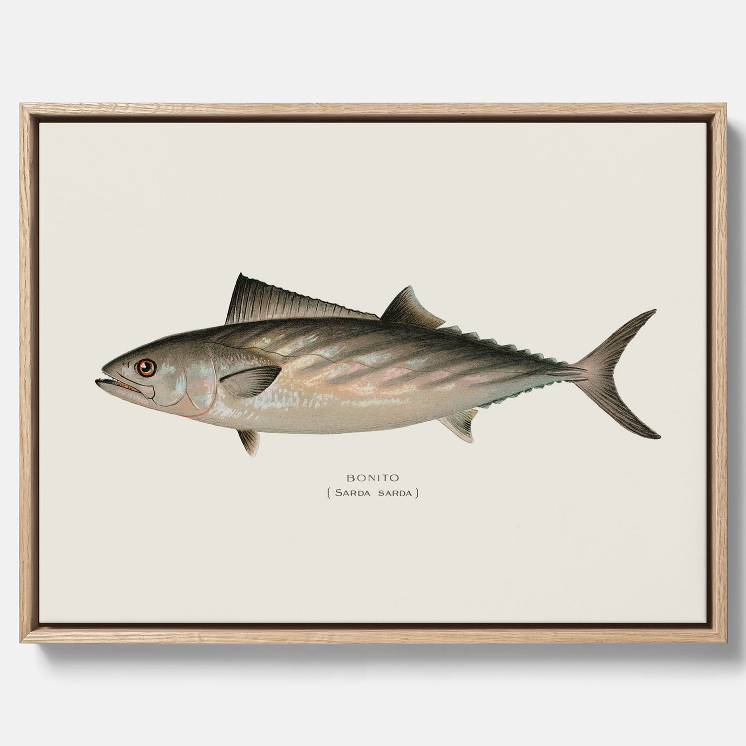 Kökstavla med Ryggstrimmig pelamid poster – Canvas med fisk, fiskposter, fisktavla, köksposter, tavla till kök, poster till kök