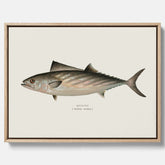 Kökstavla med Ryggstrimmig pelamid poster – Canvas med fisk, fiskposter, fisktavla, köksposter, tavla till kök, poster till kök