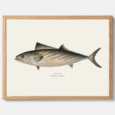 Kökstavla med Ryggstrimmig pelamid poster – Plansch med fisk, fiskposter, fisktavla, köksposter, tavla till kök, poster till kök