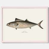 Kökstavla med Ryggstrimmig pelamid poster – Plansch med fisk, fiskposter, fisktavla, köksposter, tavla till kök, poster till kök