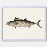 Kökstavla med Ryggstrimmig pelamid poster – Plansch med fisk, fiskposter, fisktavla, köksposter, tavla till kök, poster till kök