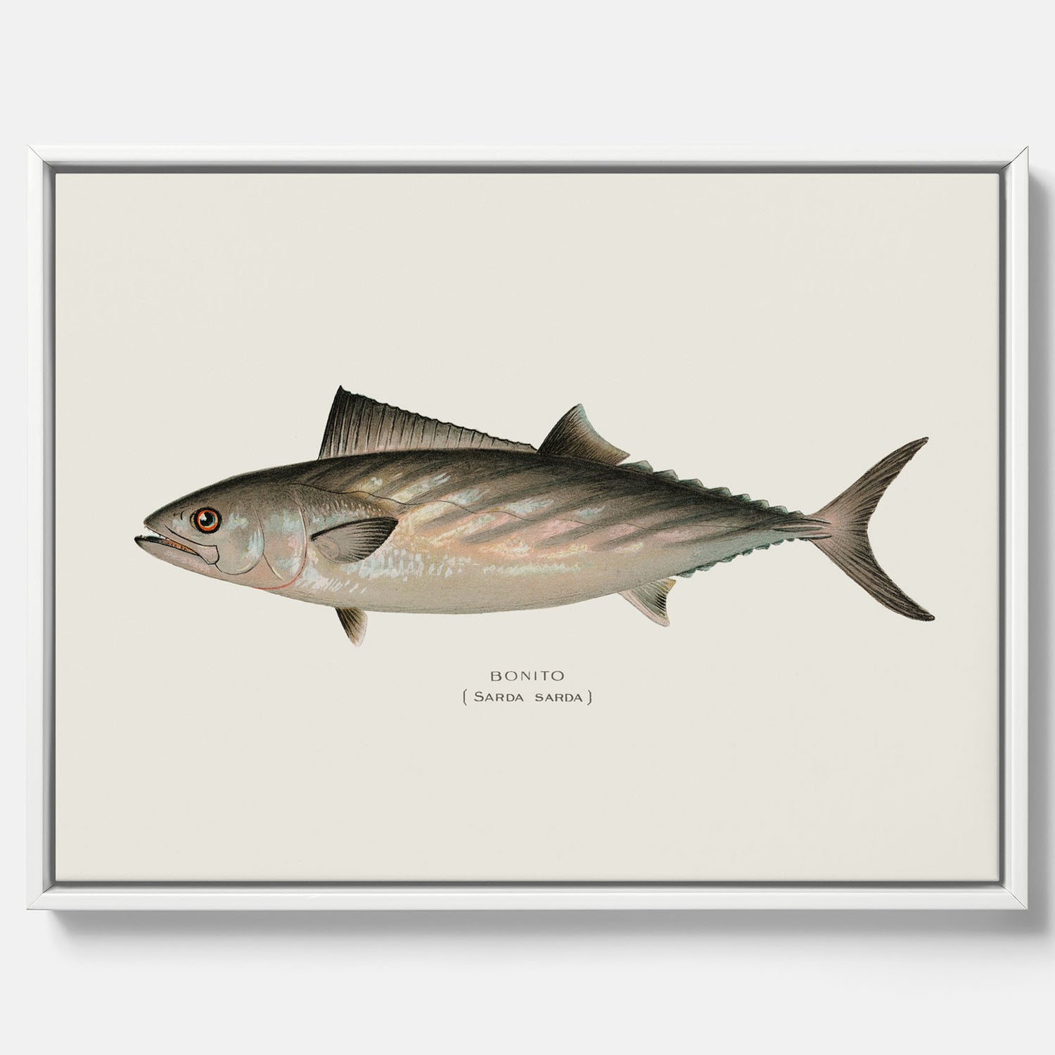 Kökstavla med Ryggstrimmig pelamid poster – Canvas med fisk, fiskposter, fisktavla, köksposter, tavla till kök, poster till kök