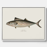 Kökstavla med Ryggstrimmig pelamid poster – Canvas med fisk, fiskposter, fisktavla, köksposter, tavla till kök, poster till kök