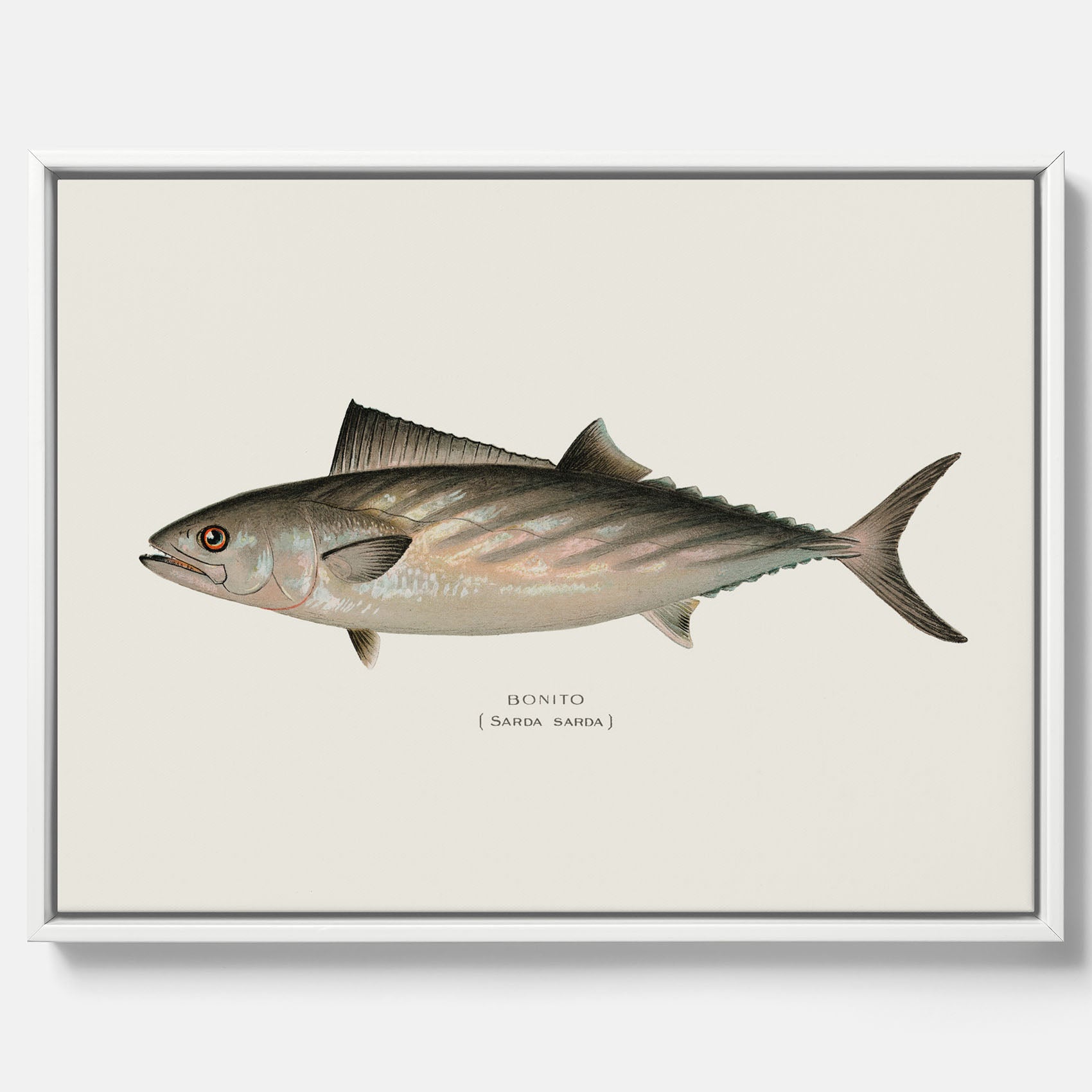 Kökstavla med Ryggstrimmig pelamid poster – Canvas med fisk, fiskposter, fisktavla, köksposter, tavla till kök, poster till kök