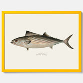 Kökstavla med Ryggstrimmig pelamid poster – Plansch med fisk, fiskposter, fisktavla, köksposter, tavla till kök, poster till kök