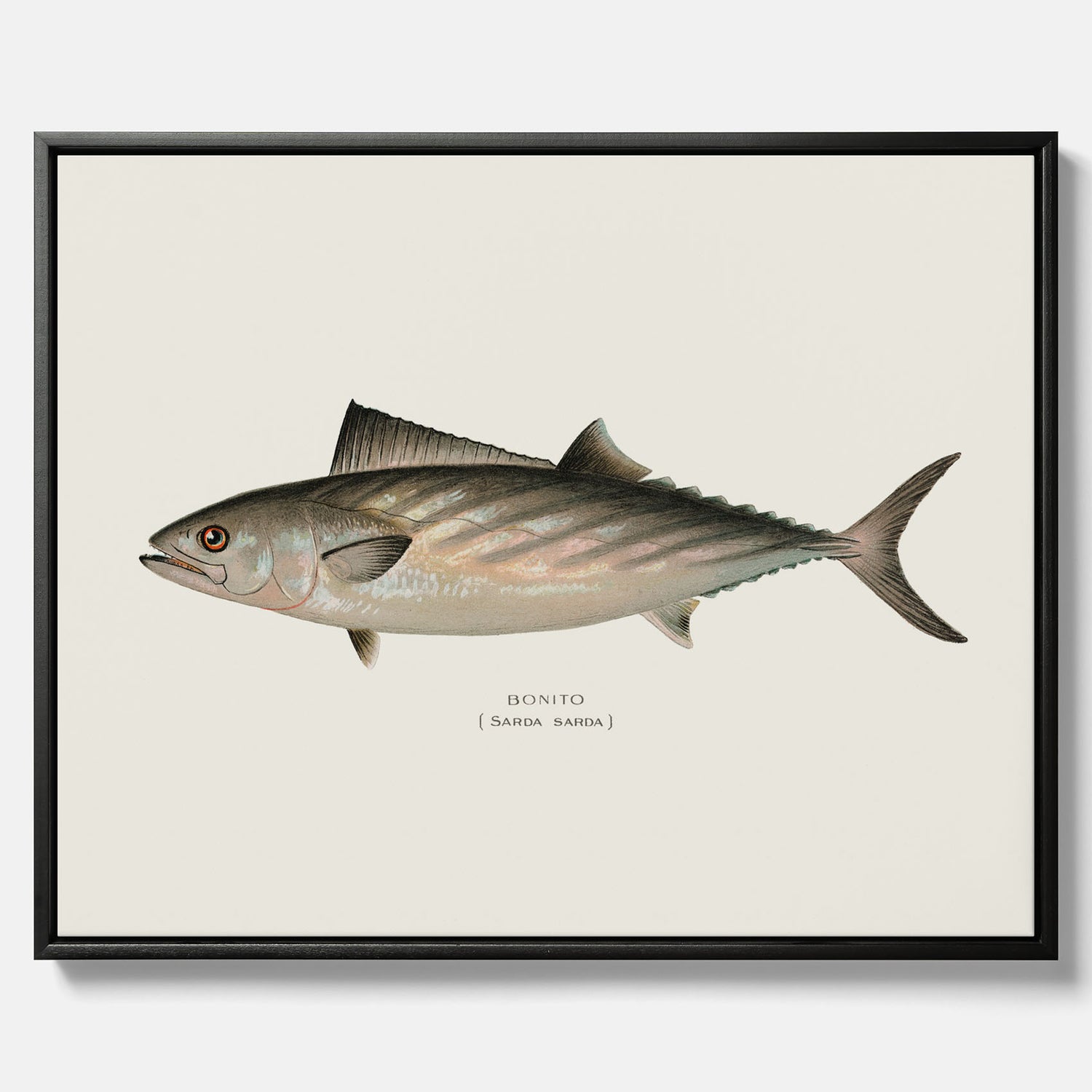 Kökstavla med Ryggstrimmig pelamid poster – Canvas med fisk, fiskposter, fisktavla, köksposter, tavla till kök, poster till kök