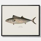 Kökstavla med Ryggstrimmig pelamid poster – Canvas med fisk, fiskposter, fisktavla, köksposter, tavla till kök, poster till kök