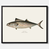 Kökstavla med Ryggstrimmig pelamid poster – Plansch med fisk, fiskposter, fisktavla, köksposter, tavla till kök, poster till kök