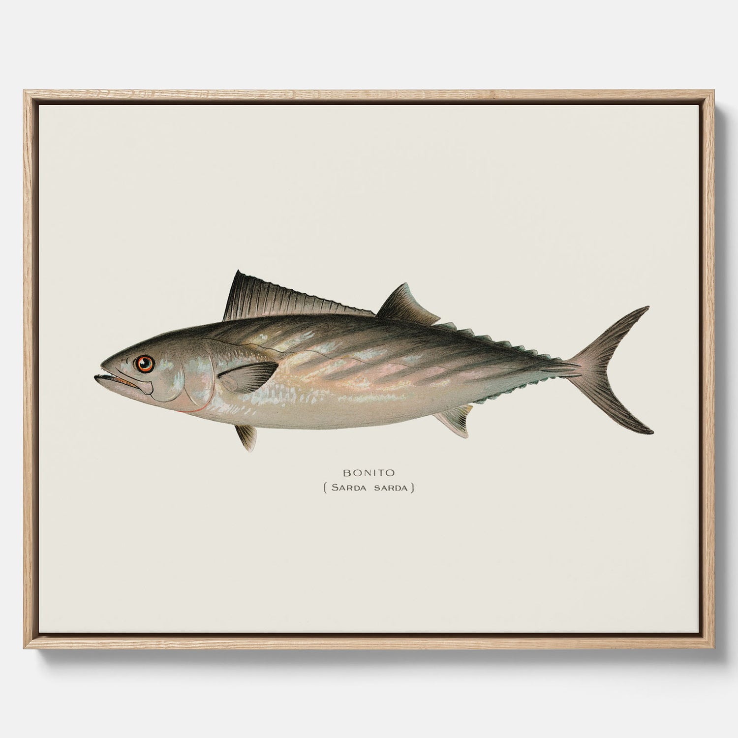 Kökstavla med Ryggstrimmig pelamid poster – Canvas med fisk, fiskposter, fisktavla, köksposter, tavla till kök, poster till kök