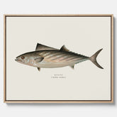 Kökstavla med Ryggstrimmig pelamid poster – Canvas med fisk, fiskposter, fisktavla, köksposter, tavla till kök, poster till kök