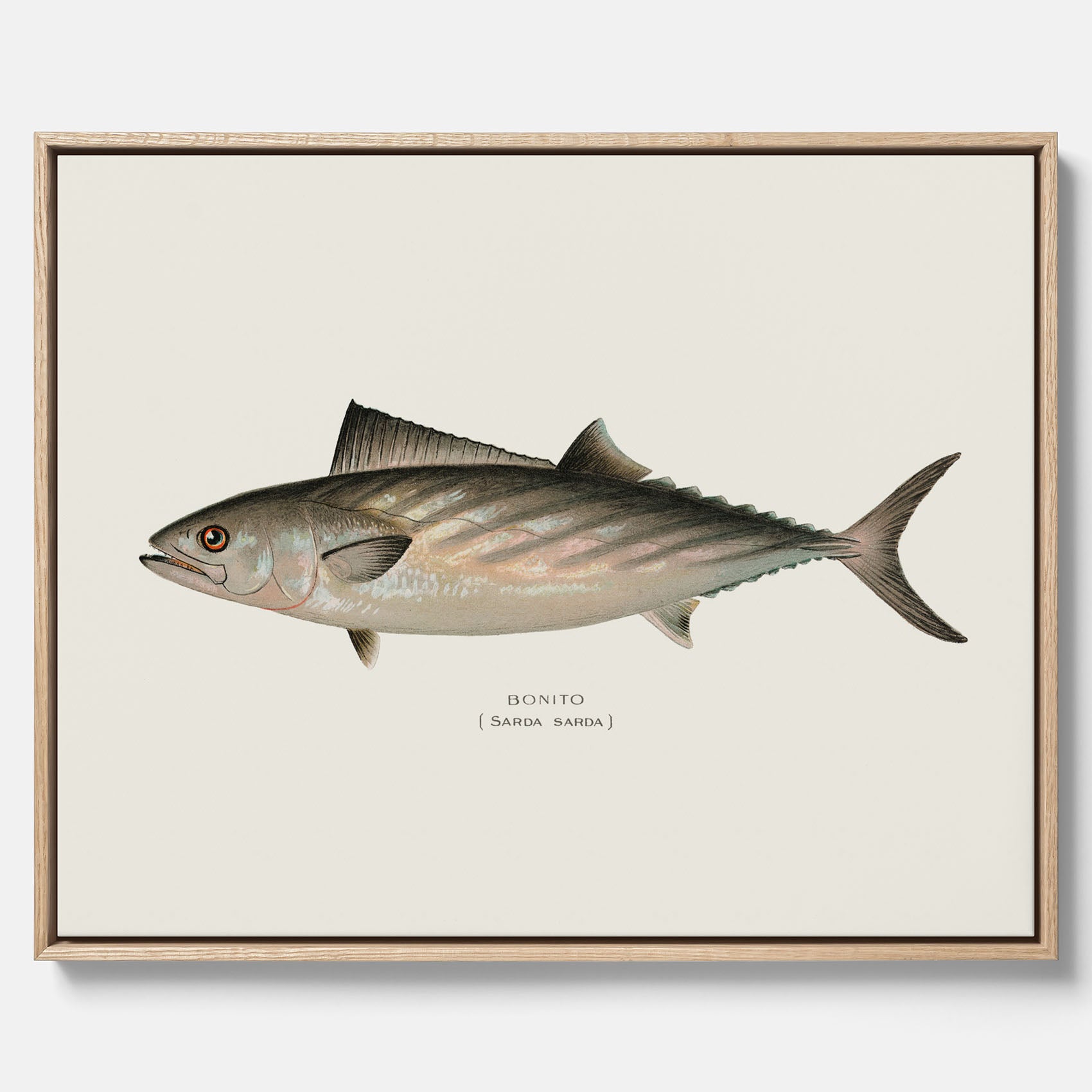 Kökstavla med Ryggstrimmig pelamid poster – Canvas med fisk, fiskposter, fisktavla, köksposter, tavla till kök, poster till kök
